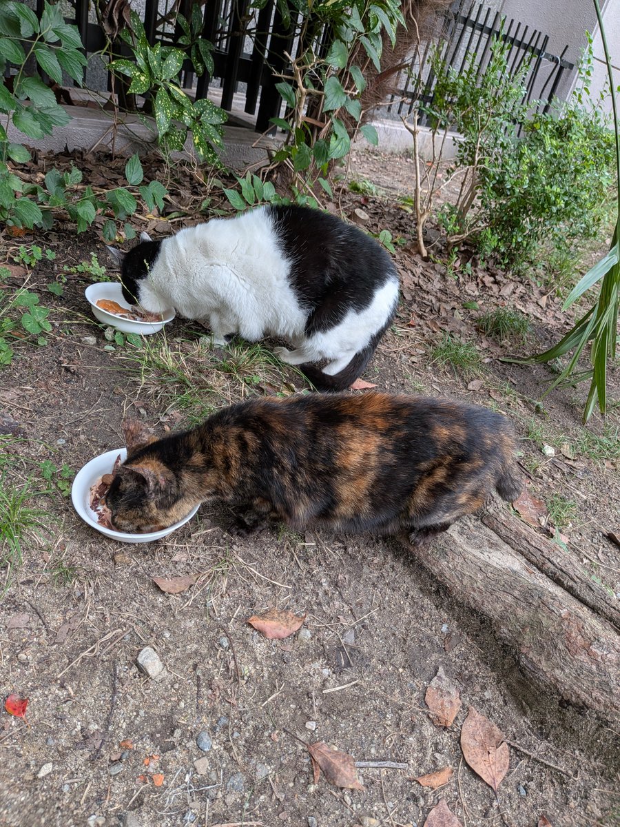 Charlieojichann's tweet photo. お昼も2にゃんずお揃い😻😻
少し寒いけどしっかりご飯食べてくれました😸😸
もう心配無さそうで良かった😺😺 https://t.co/iiVukzd7a8