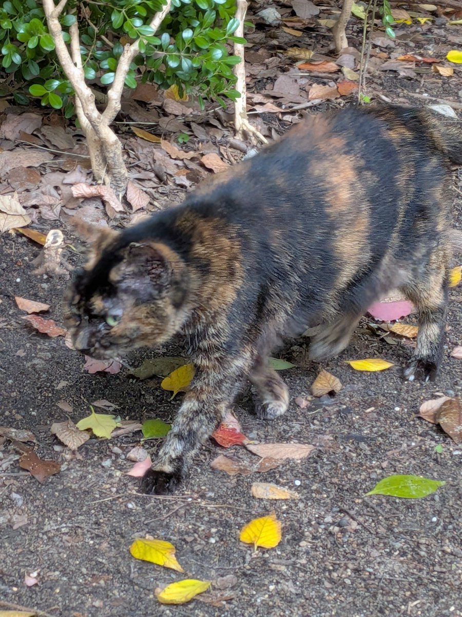 Charlieojichann's tweet photo. お昼も2にゃんずお揃い😻😻
少し寒いけどしっかりご飯食べてくれました😸😸
もう心配無さそうで良かった😺😺 https://t.co/iiVukzd7a8
