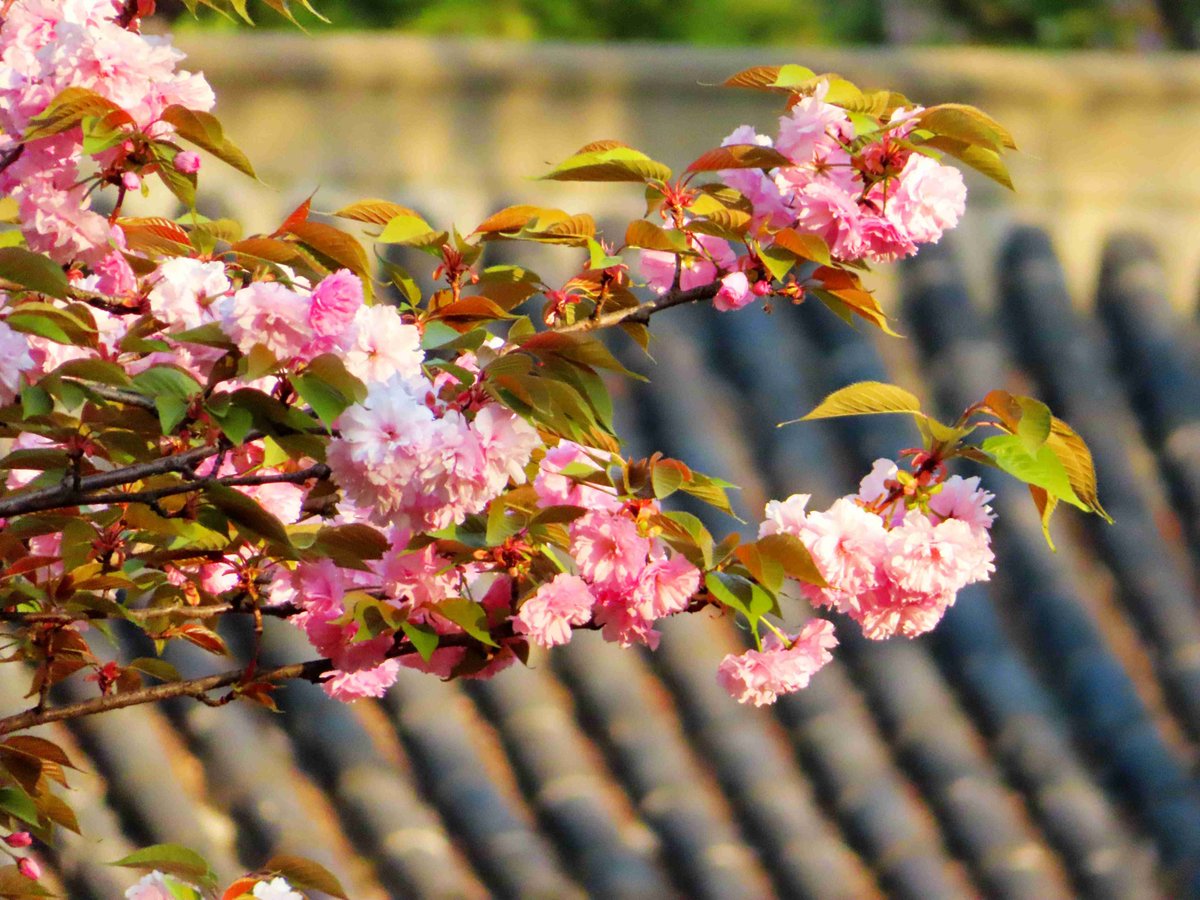 DominateCity's tweet photo. [乘薔薇の鐘が鳴る、記憶の片隅で君の声がする。] https://t.co/9EMtyeJRZw