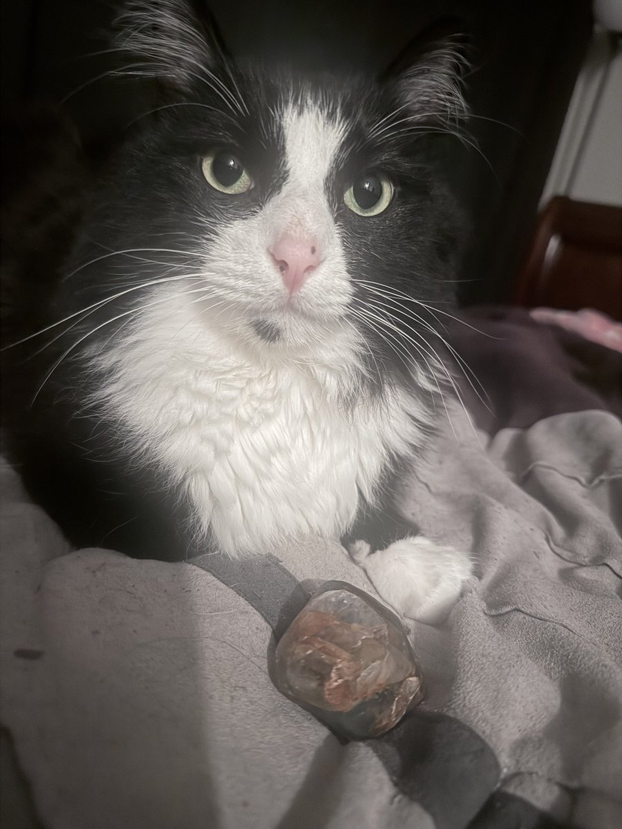 hekatesfire's tweet photo. I put this moss agate crystal on my bed and now my cat always sits by it:) https://t.co/GIwJrUHri4