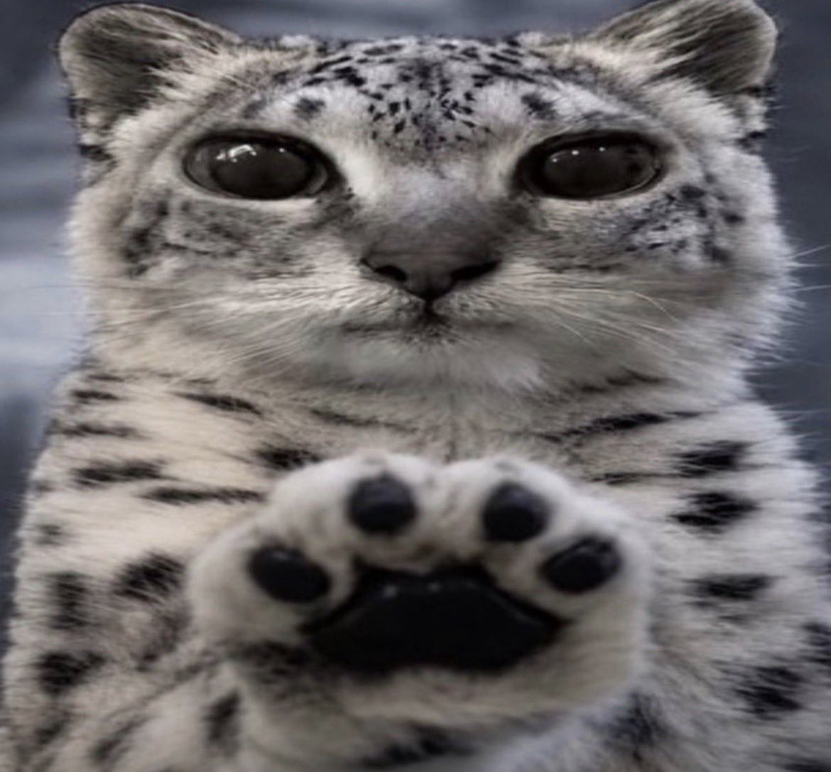 blng2him's tweet photo. *paws at u* do u still love me 
*paws at u* hey pay attention to me 
*paws at u* i miss u 
*paws at u* can we kiss https://t.co/RcJUlxEq5V