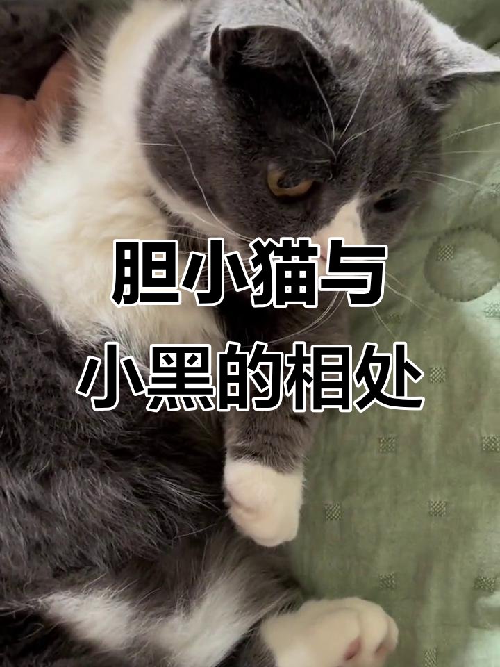 eGnhioMEqDuIJtY's tweet photo. 平らなバスケットを持った猫が狭い路地で鳴く https://t.co/xLNeuCKfC1