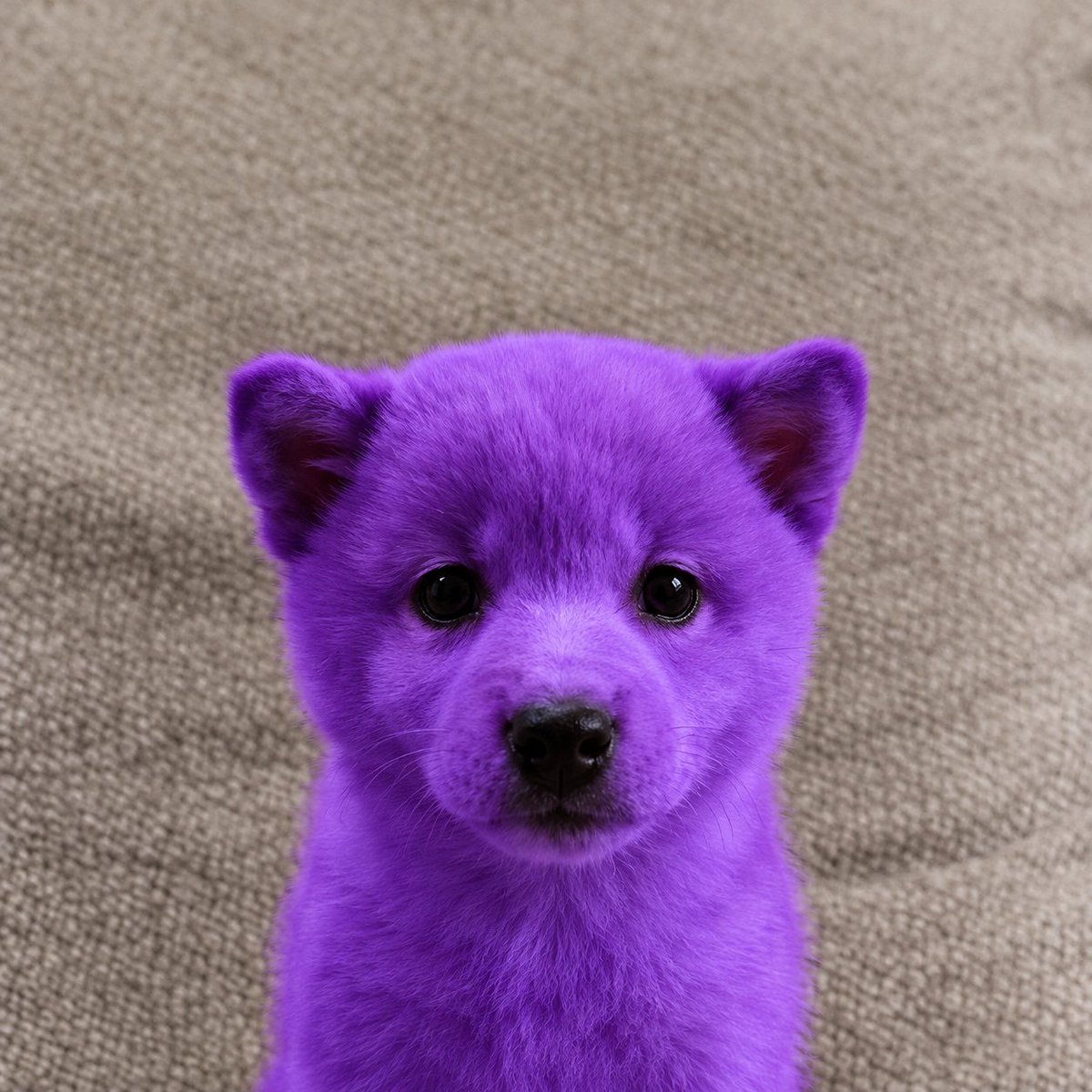 Prowlerdevs's tweet photo. So jeff is running to millions on raydium!?

Obviously thats outdsated tech..

Now we can just the dog ray paired to raydium on OTC!

Pump has pup, Raydium has ray! https://t.co/JYrCQk4hqm