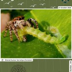 Photo by Pench Tiger Reserve (@PenchMP)
