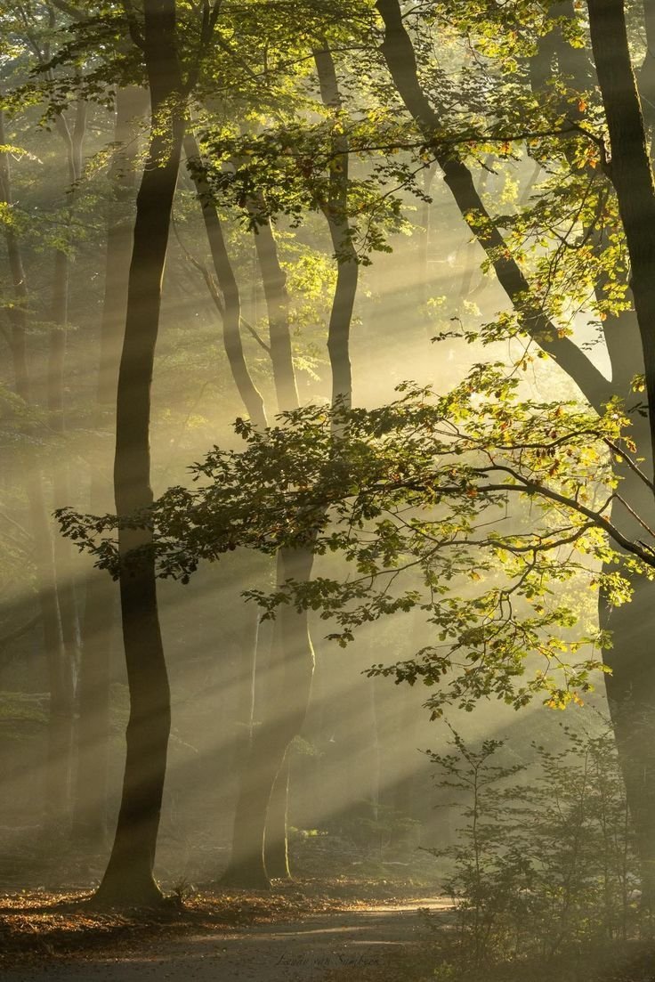 cozyycabin's tweet photo. Sunlight https://t.co/qs7giRrcCQ