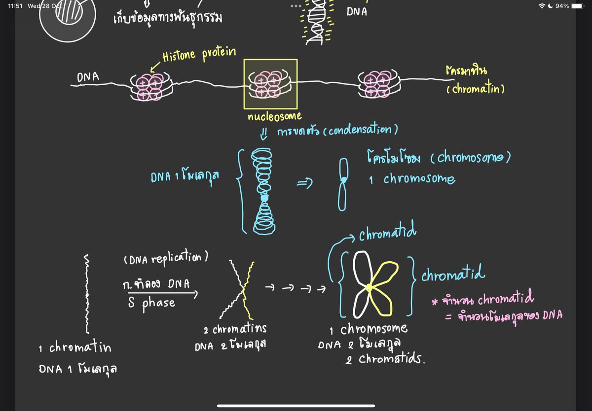 for_you_2007's tweet photo. Hi bro วันนี้ผมมาแจกสรุปชีวะ เรื่อง การแบ่งเซลล์ cell division ที่โคตรจะละเอียดด #dek70 #dek71 #dek72 #dek73 #dekซิ่ว #tcas #alevel #biology
🩵🩵🩵 พรุ่งนี้จะมาแจกสรุปพันธุศาสตร์ ม.4 ต่อนะคร้าบ 🪴 https://t.co/NlBaUYO8jJ
