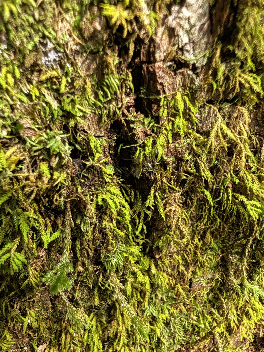 vintiga's tweet photo. Pleurocarpous Moss
#PleurocarpousMoss #Moss #Forrest #VisitKentucky #PhotoOfTheDay #PhotographyIsArt #WalkAbout #Outside #ColorEdit #ColorPreset #Pixel11 #Pixel11Pro #Pixel11ProXL #PixelPhotography #ShotOnPixel #GooglePixel https://t.co/kNPMOSzk5q