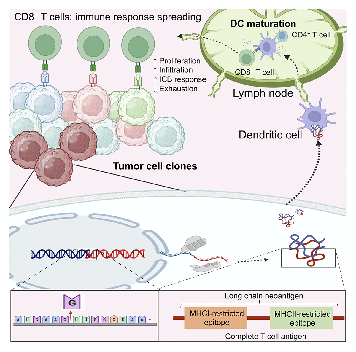 JExpMed's tweet photo. Chimeric MHC class I and II-restricted non-self epitopes broaden anti-tumor T cell reactions. From Rongsheng Zhang, Tasuku Honjo, Kenji Chamoto and colleagues: https://t.co/KRTCQ0u3po

Part of our Immune #Tolerance collection 👉 https://t.co/paEMEuIJMX https://t.co/C7k1zPiMFB