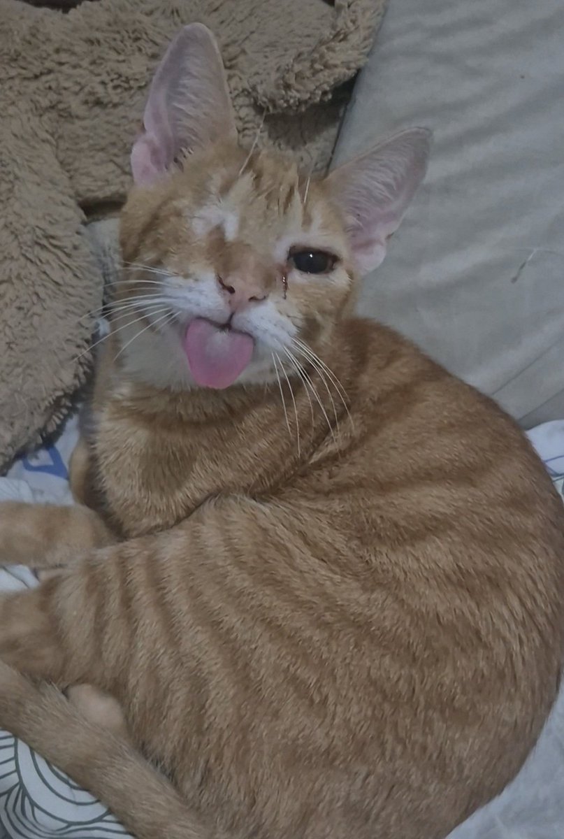cachorr0cururu's tweet photo. Eu olhei pra trás e ele tava assim pqp gato besta https://t.co/3DtR5LCDmY