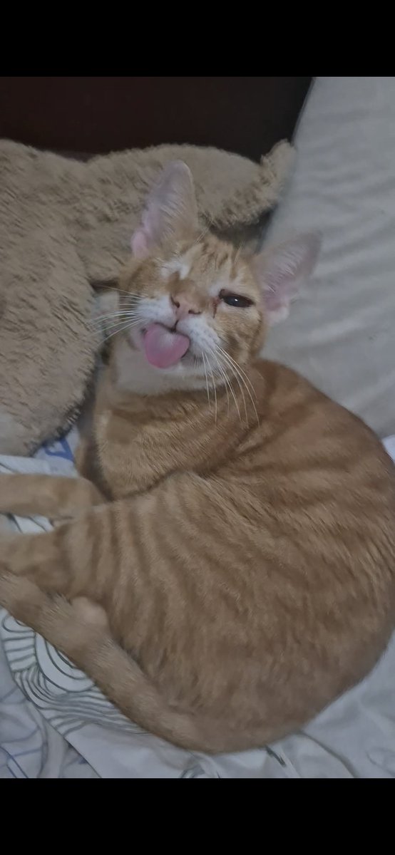 cachorr0cururu's tweet photo. Eu olhei pra trás e ele tava assim pqp gato besta https://t.co/3DtR5LCDmY