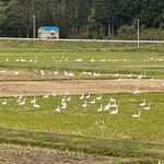 Photo by 藤岡岳之＠本人訴訟・柴犬・不動産賃貸（大家）・福島情報災害・能登情報災害・ガンギマリ族 (@xibbar)