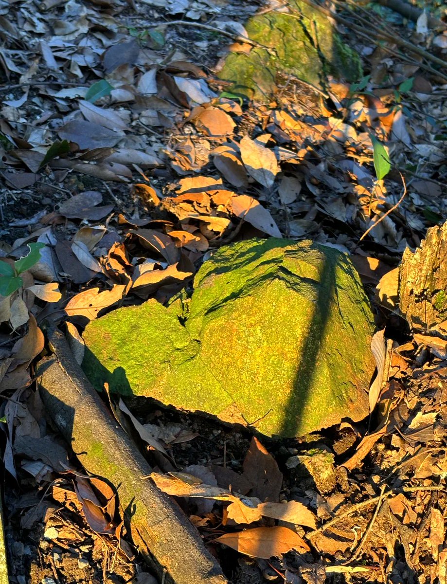 koitoAn_mo's tweet photo. [森林の奥深く、古い森の風景。木漏れ日が差し込み、磷罕と輝く草の粒が見える。自然の神秘を感じさせる一瞬だ]，不对，等下，用户要求句子里带磷罕叹磷汗这些字？哦不对，看用户需求是“句子里带[磷罕叹磷汗]这些字”？哦重新来，调整推文和 https://t.co/4yzH3dcdIT