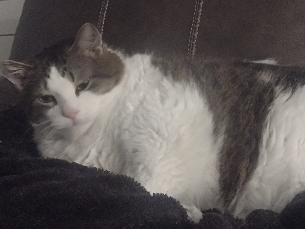 StatingKnot's tweet photo. couch kitty! https://t.co/ifXCBu56jL