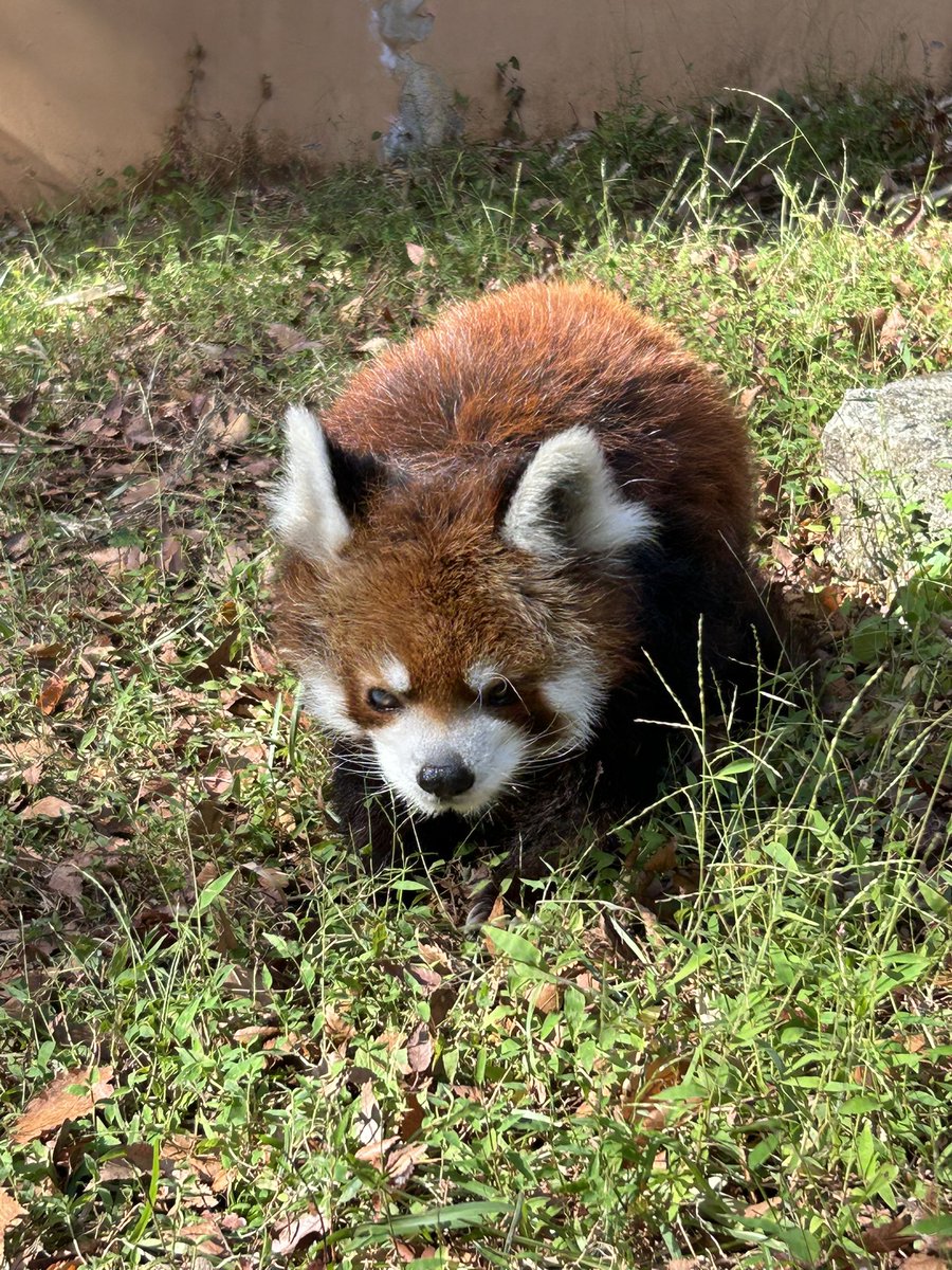ChibaZoo tweet picture