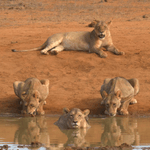 Photo by WildEarth (@WildEarth)