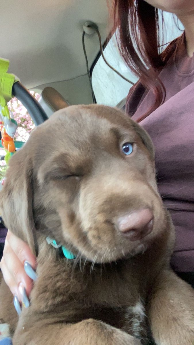 Valeries_lips's tweet photo. @chrlloz Don’t be sad, here’s a picture of ma puppy kida :) https://t.co/LvoqwYjjBU