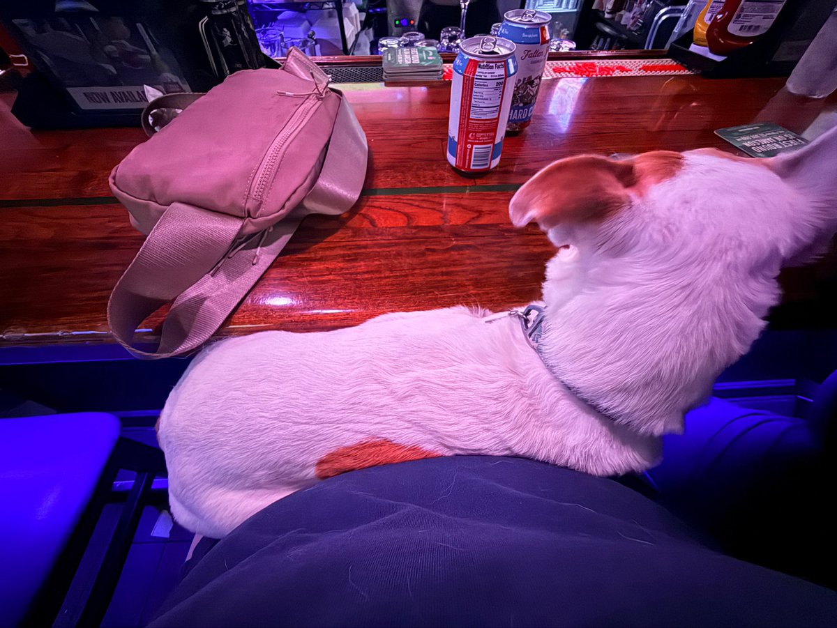 blackpansyx's tweet photo. This dog was sitting next to me at the bar and then he just decided I was a safe person and he walked over on my lap. I’ve never been more happy lol https://t.co/t95JgZ9sea