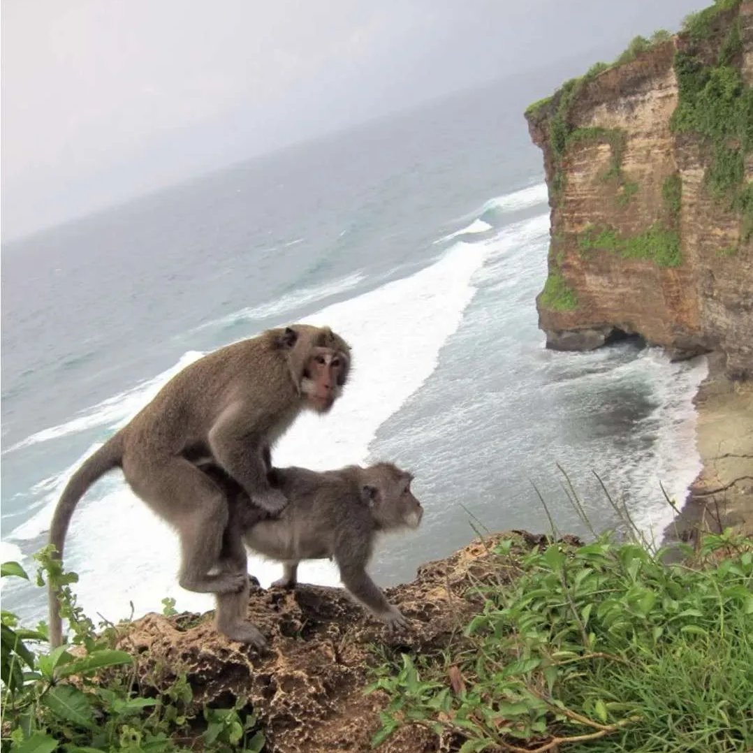 exec_sum's tweet photo. TRENDING: Palantir co-founder Joe Lonsdale invested $20 million in Safer Human Medicine, a startup aiming to breed 30,000 monkeys to be used for biomedical testing https://t.co/e5l82cjqga