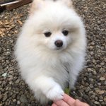 Photo by ポコ🐶🐾🐾🍀 (@poko_0103)