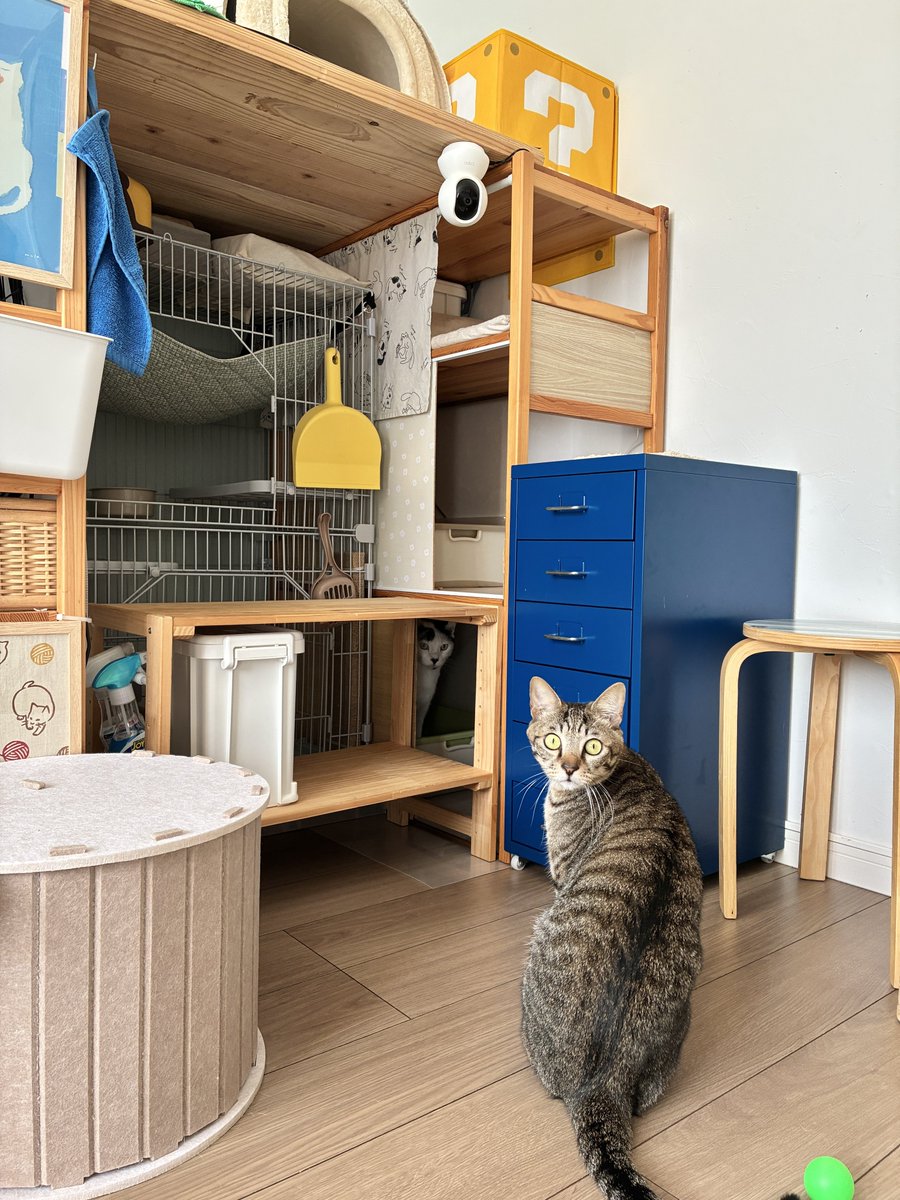 cawaii415's tweet photo. 無印良品の棚で作った猫トイレ、好評です。 https://t.co/hdHxO5tiQb