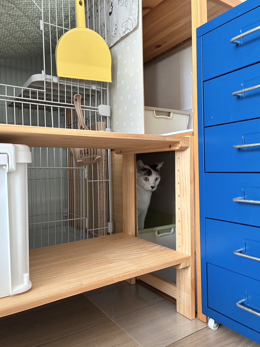 cawaii415's tweet photo. 無印良品の棚で作った猫トイレ、好評です。 https://t.co/hdHxO5tiQb