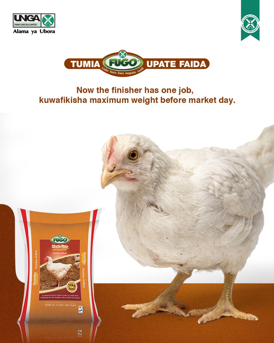 ungafarmcare_ea's tweet photo. Wakulima hufika kwa market na uniform batches kila cycle hawana siri. Kazi ni kuswitch to finisher on day 25 and letting the feed do its job.

When do you make the switch in your cycle?

#FugoFeeds #FastGroFinisher #BroilerFarming #AkishibaUtashiba https://t.co/hUh0Bv4GMF