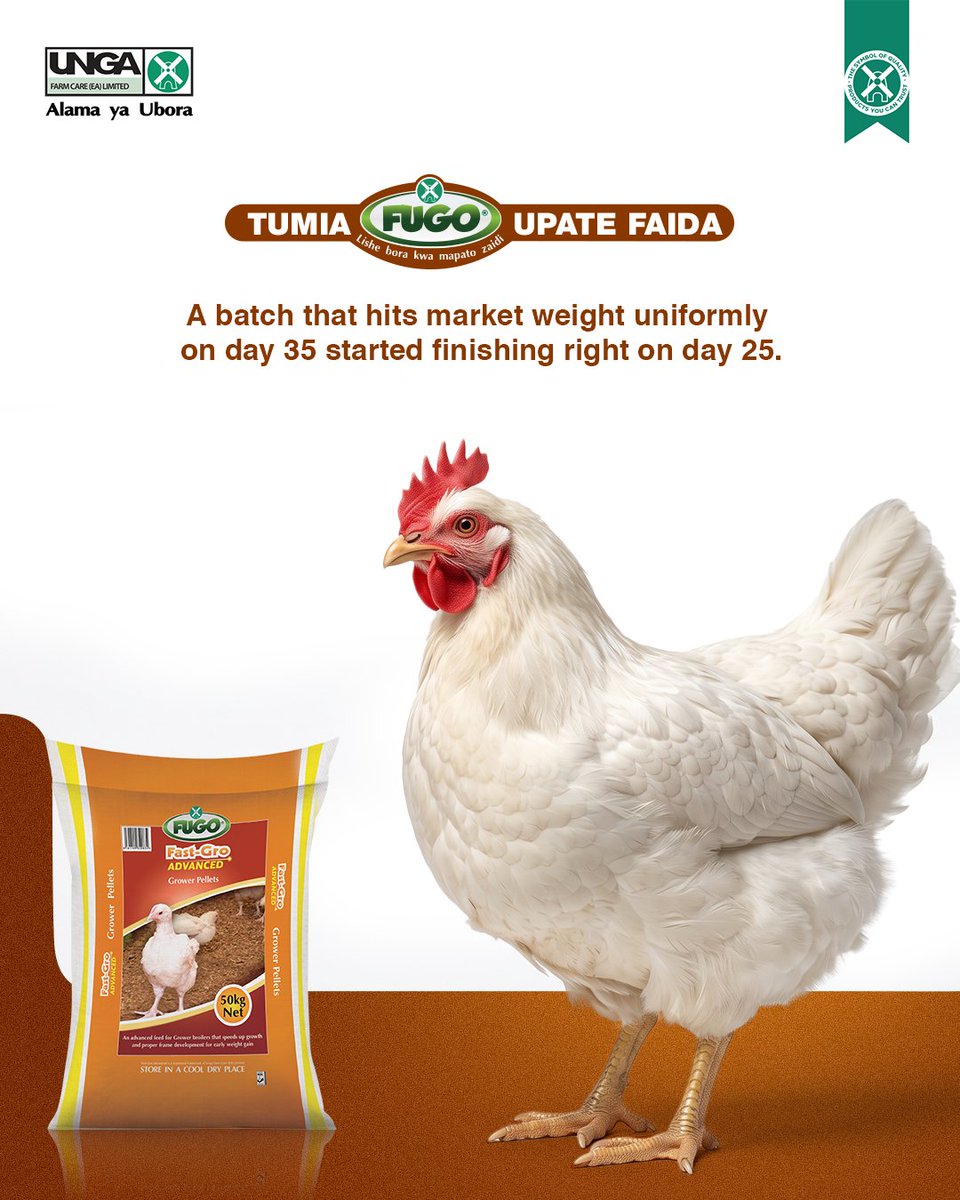 ungafarmcare_ea's tweet photo. Wakulima hufika kwa market na uniform batches kila cycle hawana siri. Kazi ni kuswitch to finisher on day 25 and letting the feed do its job.

When do you make the switch in your cycle?

#FugoFeeds #FastGroFinisher #BroilerFarming #AkishibaUtashiba https://t.co/hUh0Bv4GMF