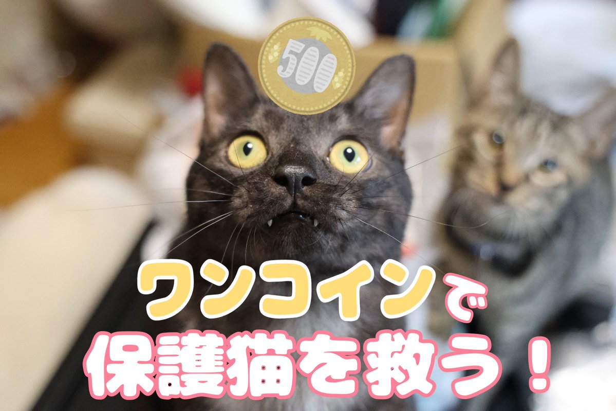 watanabekeno2's tweet photo. ご支援いただいたクラウドファンディングの収支報告書も完成していない状況で度重なるご支援のお願いをして申し訳ないのですが、再度クラウドファンディングを行うことになり、ご支援と拡散にご協力いただきたく、投稿させていただきます。

私の判断ミスで当団体がキャパオーバーなのは明確なので、新規の受け入れは停止中です。

物価高騰と獣医療費の値上がりで、現在保護している子達の医療費、猫砂やフード代も支払えるか厳しい状態です。

ここのところ譲渡が順調に進んでいるのでようやく先が見えてきましたが、今いる子達にはある程度の水準以上のケアをすることができず、我慢を強いていると思います。

もし可能であれば、新たに始まったクラウドファンディングのご支援と拡散にご協力いただけないでしょうか。

URLはこちらになります↓
https://t.co/kxRL6LIzTz

ご支援が難しい場合、拡散だけでも本当に有難いので、SNSやブログ等でシェアしていただけると大変助かります。

いつも応援いただいているのにお願いばかりで心苦しいのですが、ご検討の程何卒宜しくお願い致します。

NPO法人せぴうるにゃん
理事長 渡邉果菜里