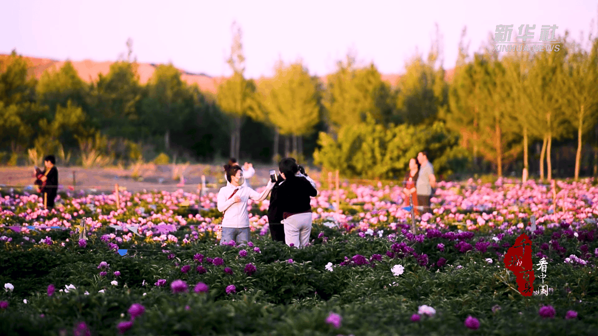 SCBhIMVHEgVp7zs's tweet photo. 芍（しゃく）の花を眺め、擅（せん）なる風情に浸り、屹（きつ）と佇む休日。 https://t.co/BXeyZhGY7U
