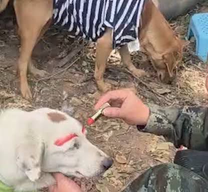 khakaJ32897's tweet photo. @KhaosodEnglish Dogs are the food and a wife of khmers 🤮 https://t.co/jRKIWMmV1B