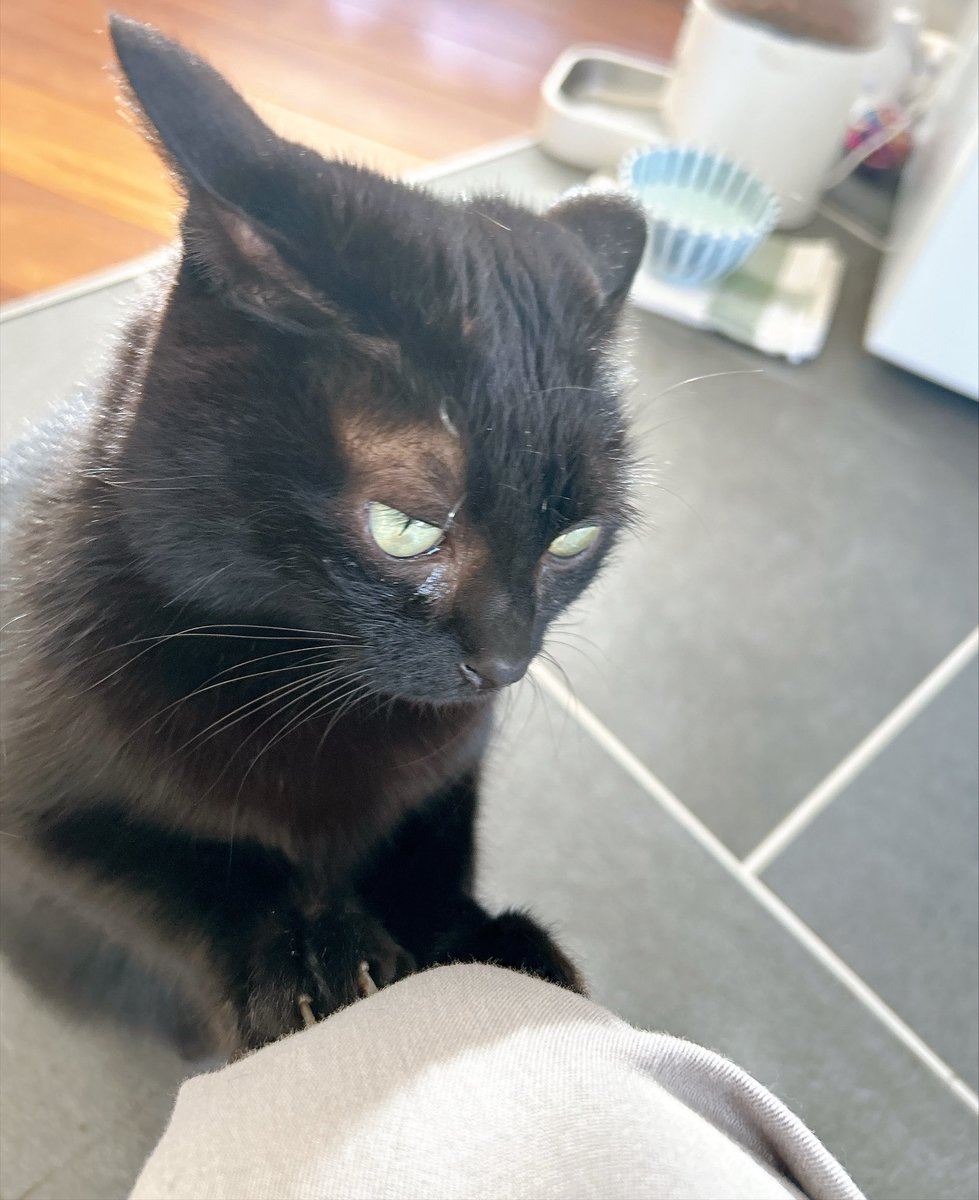 asacoco's tweet photo. 私の膝をやさしくガリガリするモモ🐈‍⬛
真剣に✨ https://t.co/CRz1gKmgAy