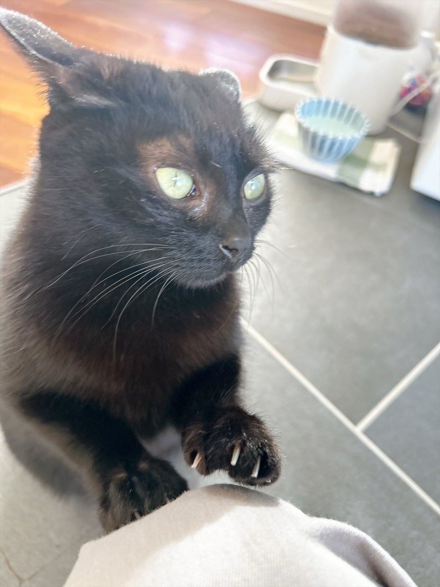 asacoco's tweet photo. 私の膝をやさしくガリガリするモモ🐈‍⬛
真剣に✨ https://t.co/CRz1gKmgAy