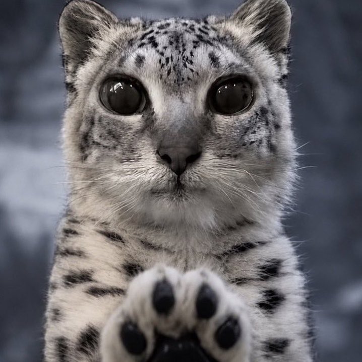 h8er167's tweet photo. *paws at you* do you like me
*paws at you* are you mad at me
*paws at you* what are you thinking rn
*paws at you* am i annoying you
*paws at you* do you still like me https://t.co/3yJIqOjyG3