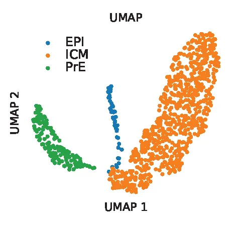 Scientific figure modeling a bifurcation of the mouse gut endoderm in early embryo development using uniform manifold approximation and projection (UMAP) visualization. The inner cell mass or ICM (represented by orange dots) can differentiate into epiblast cells or EPI (blue dots) and primitive endoderm cells or PrE (green dots). The model dynamics were inferred by matching between cells from embryonic days E3.5 to E4.5 using optimal transport.