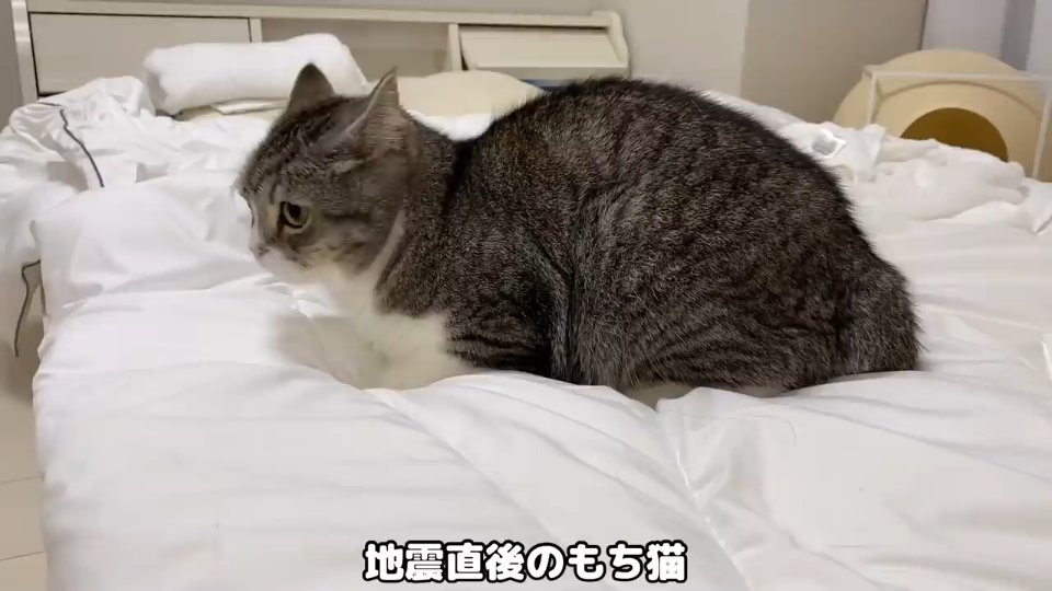 Ea2rPFRVq6pUbV5's tweet photo. [今日は、痴犯が捨てた匣を拾い、野良猫を驯らす夢を見た]， https://t.co/E3nLdbrqSN
