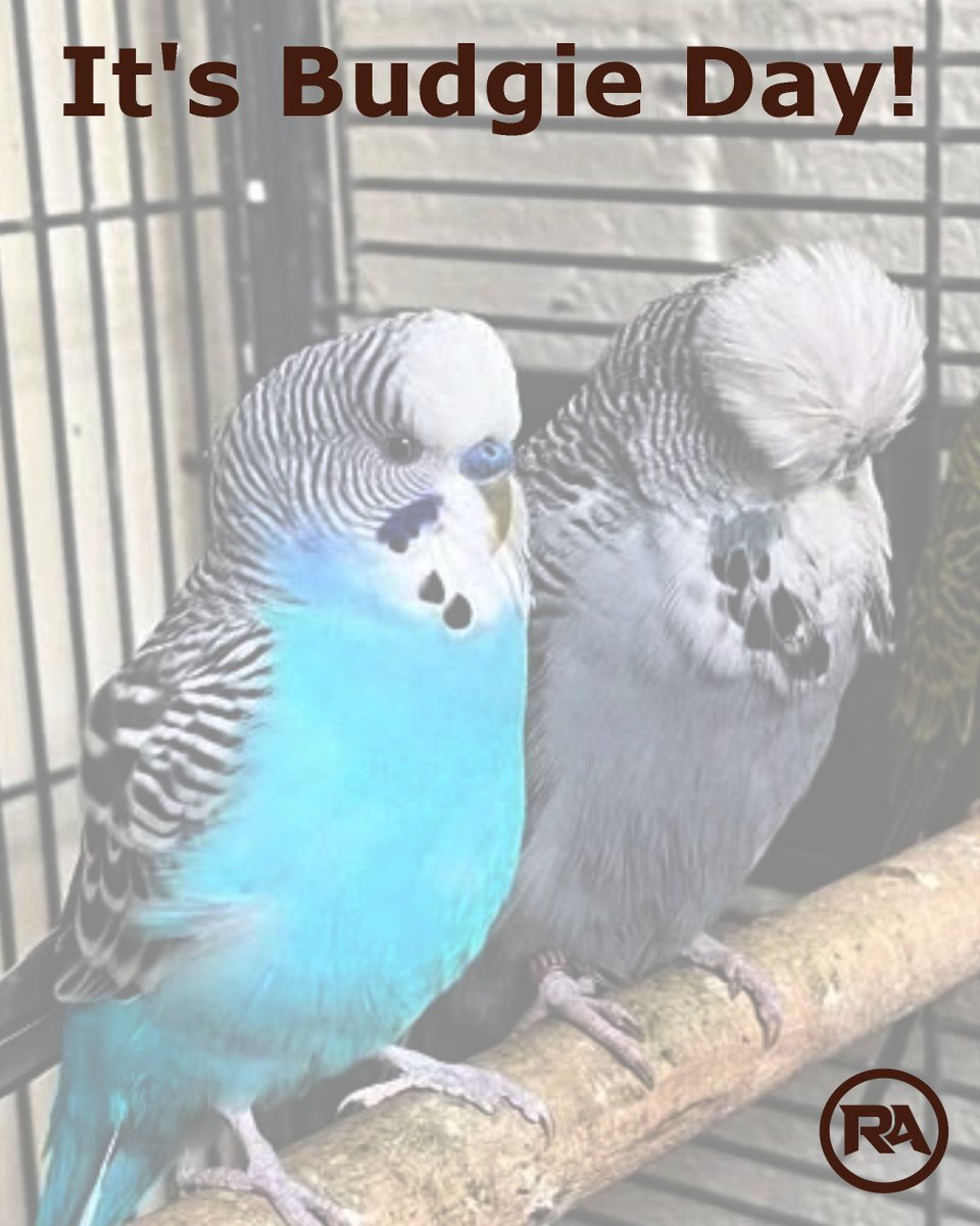 RichardAlloway's tweet photo. Cut-out Cut-ups
#budget #budgie #Writer #writingcommmunity #writing #writings #wip #philosophy #booksky #amwriting #writerslife #write #indieauthor #amwriting https://t.co/lM0wPksVnA