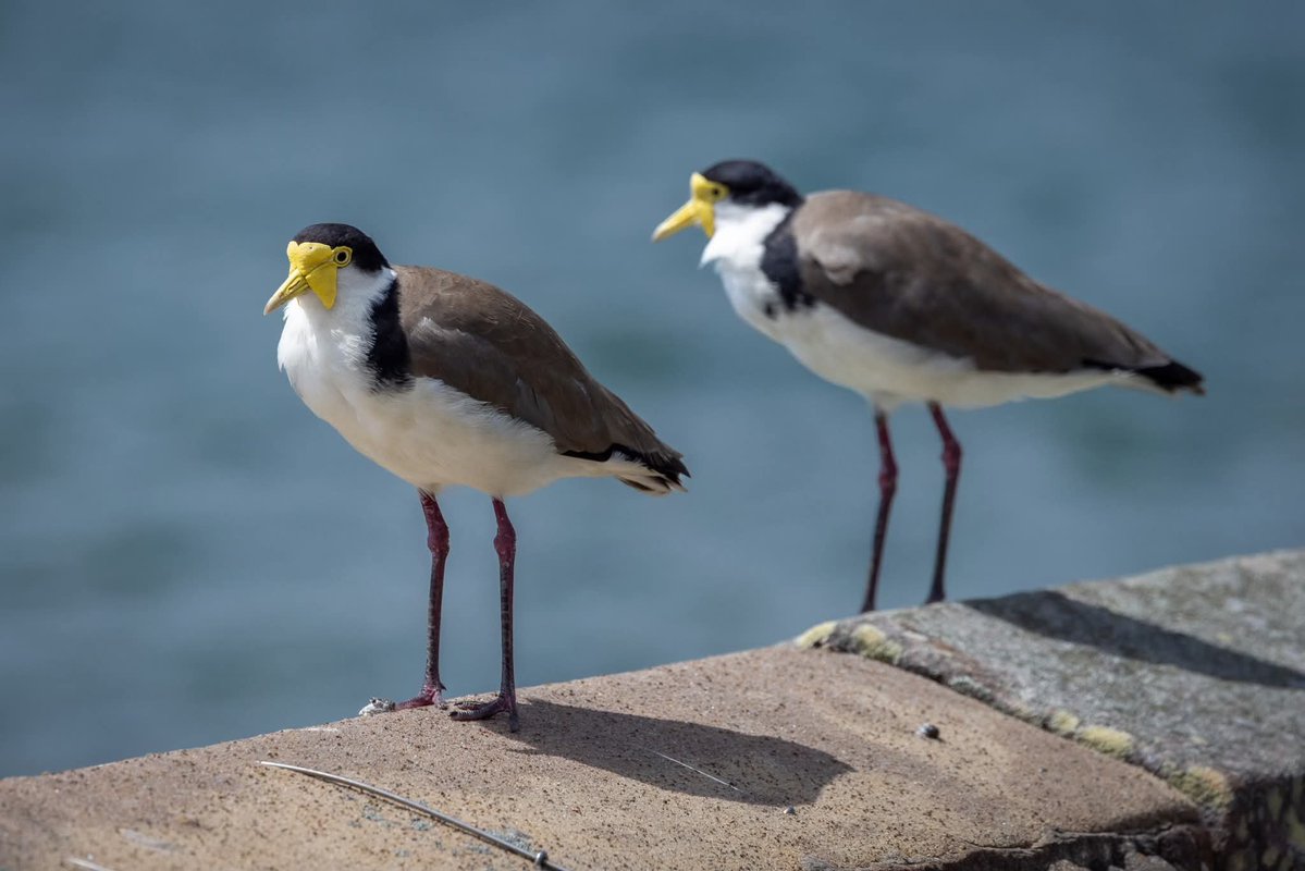 BP_Chua's tweet photo. Masked Lapwing
#bird #nature #wildlife #animal #photography #lapwing #Canon https://t.co/0zHXL76sDf