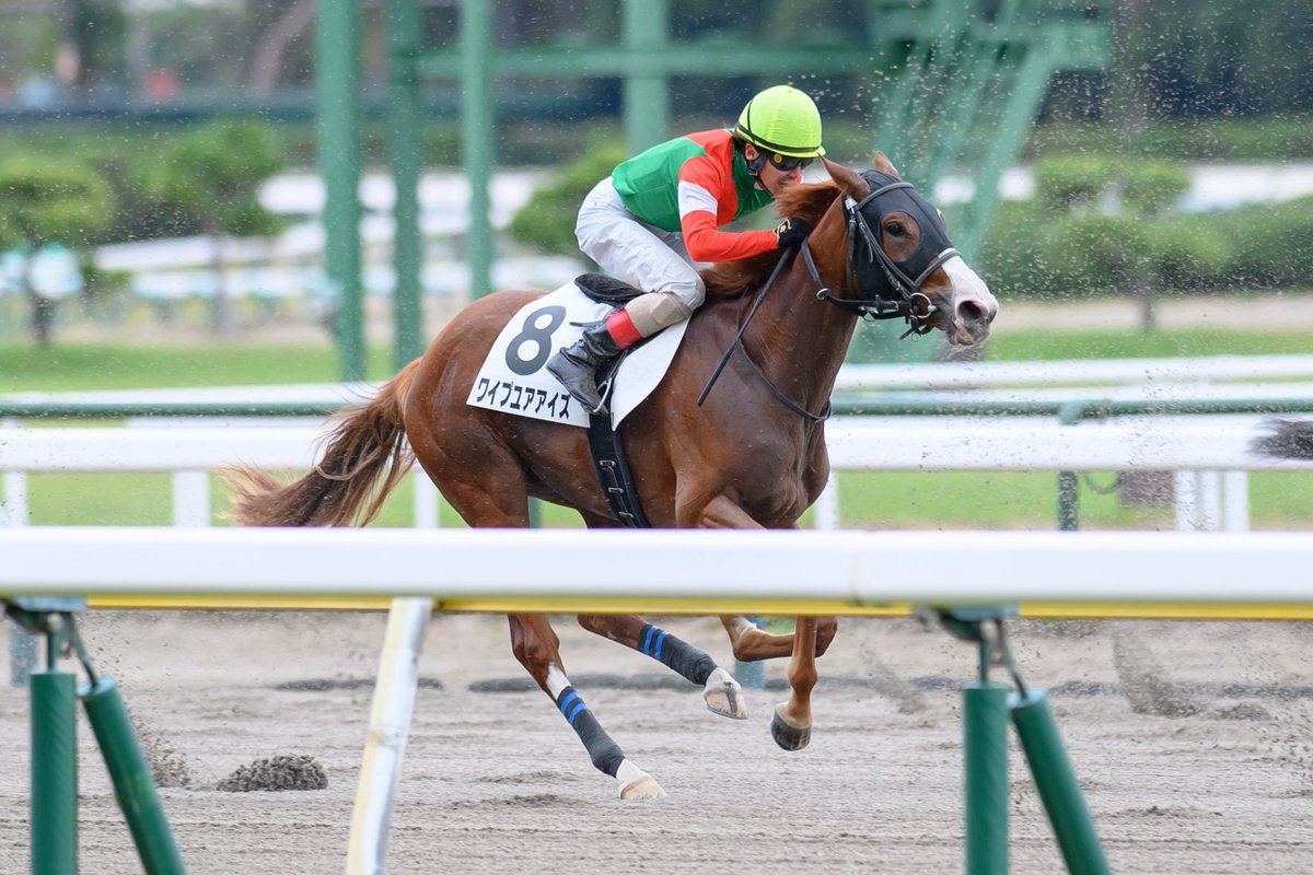 eclipse__first's tweet photo. 2026.10.24 新潟競馬場

3R 2歳未勝利 ダート1200m

ワイプユアアイズ × 松岡正海騎手🫧
11人気 13着

#ワイプユアアイズ #松岡正海 
#ユニオンオーナーズクラブ
#柄崎将寿厩舎 #アドマイヤマーズ産駒 https://t.co/zIFYVQgrHZ