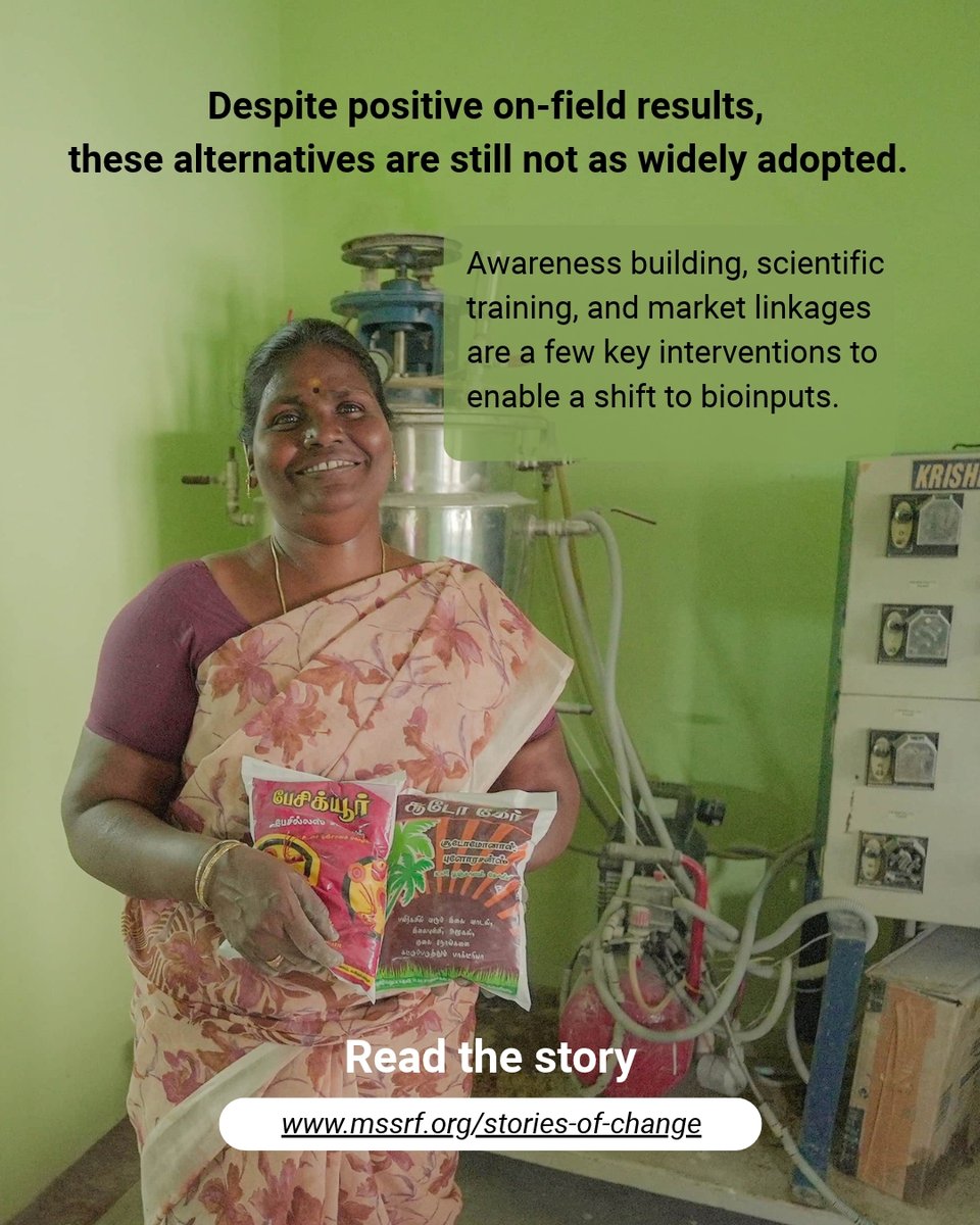 mssrf's tweet photo. When Velangani Arokyam returned from Singapore six years ago to his farm in Kannivadi, he knew little about agriculture. Local training programmes introduced him to the best practices and nudged him to look beyond chemical inputs. As he gradually shifted to #bioinputs, his soil health offered clear proof of its benefits.

🔗 Here’s how farmers in Kannivadi are exploring bioinputs: https://t.co/Vh3Z2Vvtc4