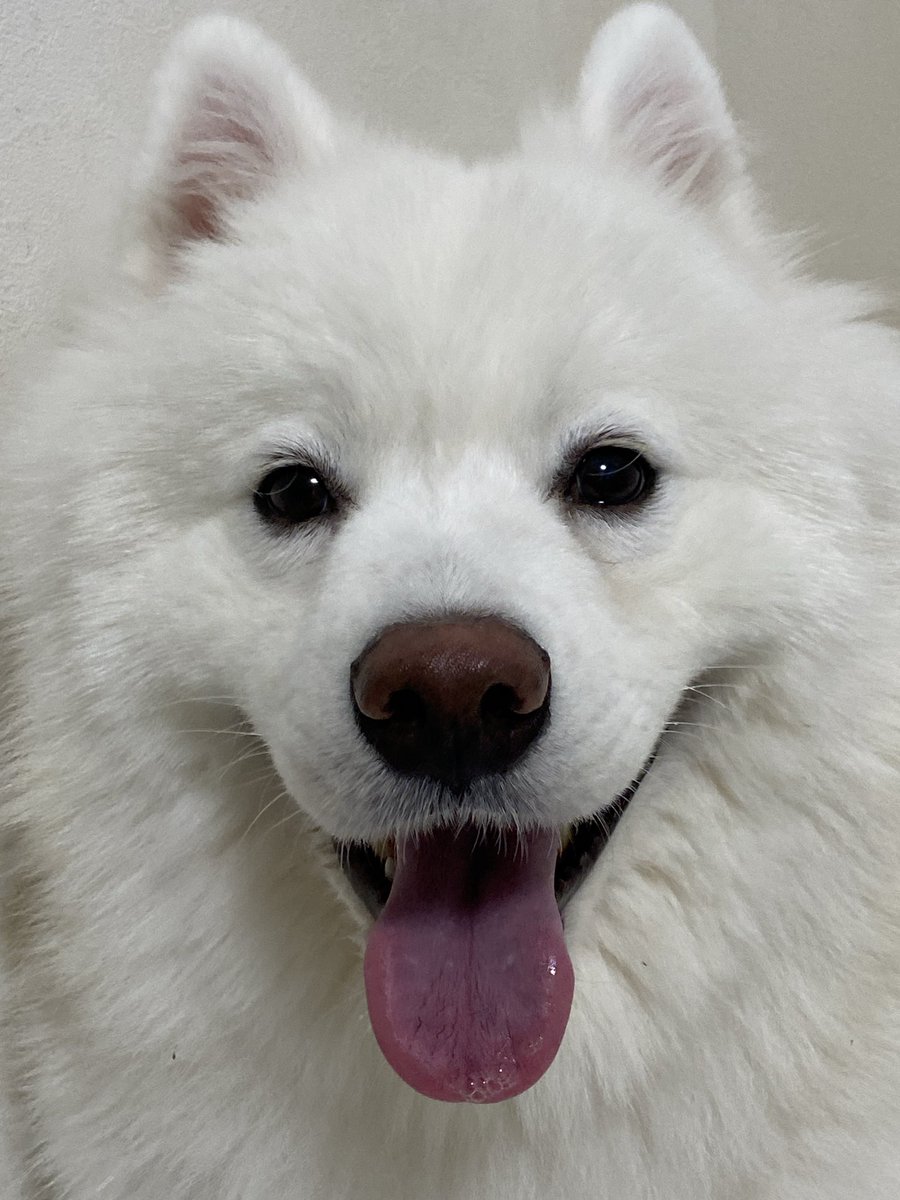 hamataro11chan's tweet photo. みなさん今日もお疲れハマでした！！

サモエドスマイルで仕事の疲れを癒してください！ https://t.co/dKBS93PYTD