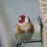 Photo by Where is Nature meant to live?🦉🐦🦋🌻🌳🦌🐞 (@Steveredwolf)
