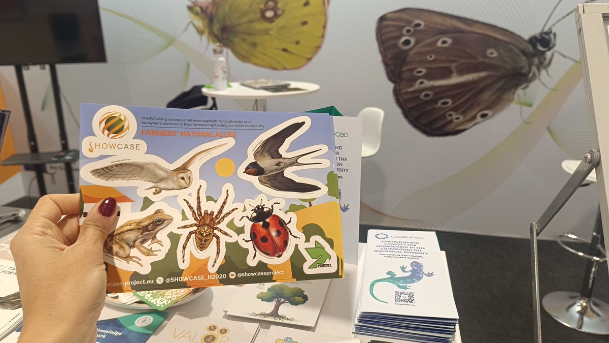 SHOWCASE_H2020's tweet photo. ๐ข Spotted at the UN Biodiversity Conference: SHOWCASE's materials have travelled all the way to Yerevan for #COP17 Armenia ๐ฆ๐ฒ!
Youโll find them in the Blue Zone at the EU #Science4Biodiversity Booth, where you can learn more about SHOWCASE's legacy and results. https://t.co/64VlUsvgAz