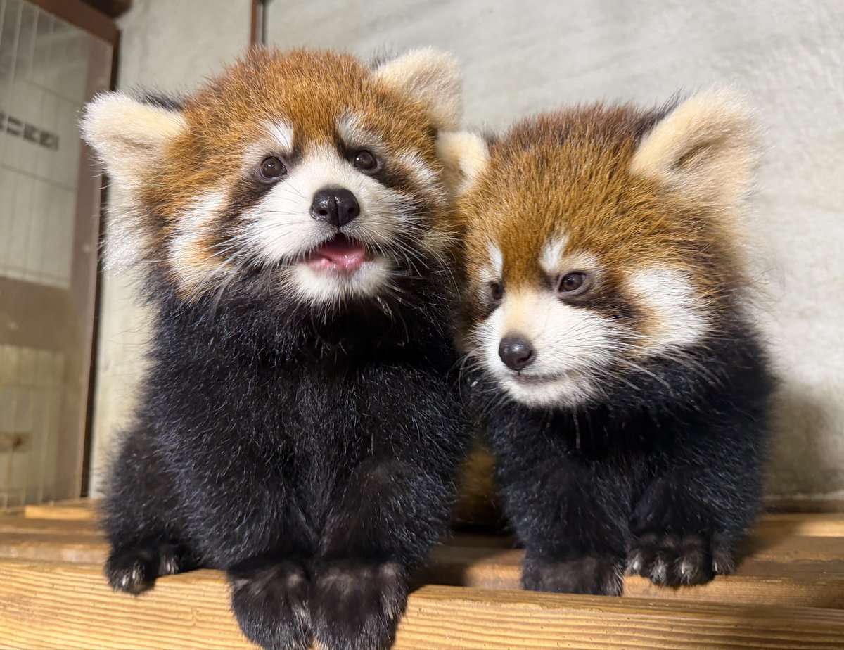 nishiyama_zoo's tweet photo. 【レッサーパンダ アケビの仔の公開について】

10月29日（木）は赤ちゃんの公開を行う予定です。9時より観覧整理券の配布を行います。

整理券の配布後に中止とさせていただく場合がございますので、ご了承ください。

#鯖江市西山動物園
#レッサーパンダの赤ちゃん
#アケビ https://t.co/YQDU4HuIgo