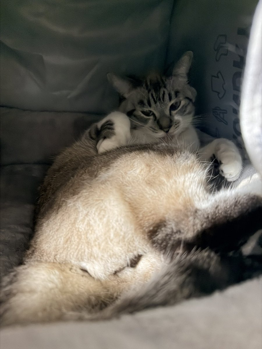 89maro_neko's tweet photo. 坊ちゃん！！！！！！！先制してるよベイスターズ！！！行かなきゃ！！！！三森さんと一緒に盗塁決めるよ！！！！支度して！！！！ https://t.co/XFhTQ2y6J3