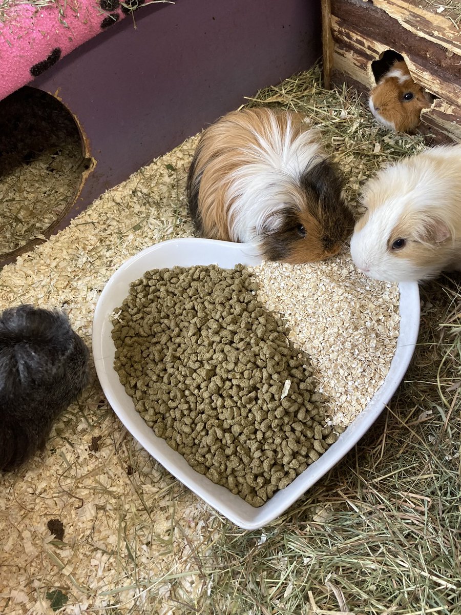 buggmum's tweet photo. Day 3 of Guinea Pig Awareness Week .
We’ve covered hay and veg already so I thought I’d tackle the controversial one - nuggets!
Essentially piggies don’t need nuggets/ commercial guinea pig food. Shock. If you fed enough hay, forage and veg they don’t actually need them. https://t.co/ZOTCQiVekQ