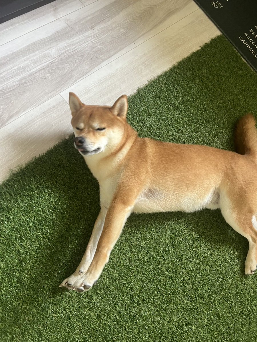 shibainukotaro9's tweet photo. 寝ぼけ犬 https://t.co/ao2ouksZUX