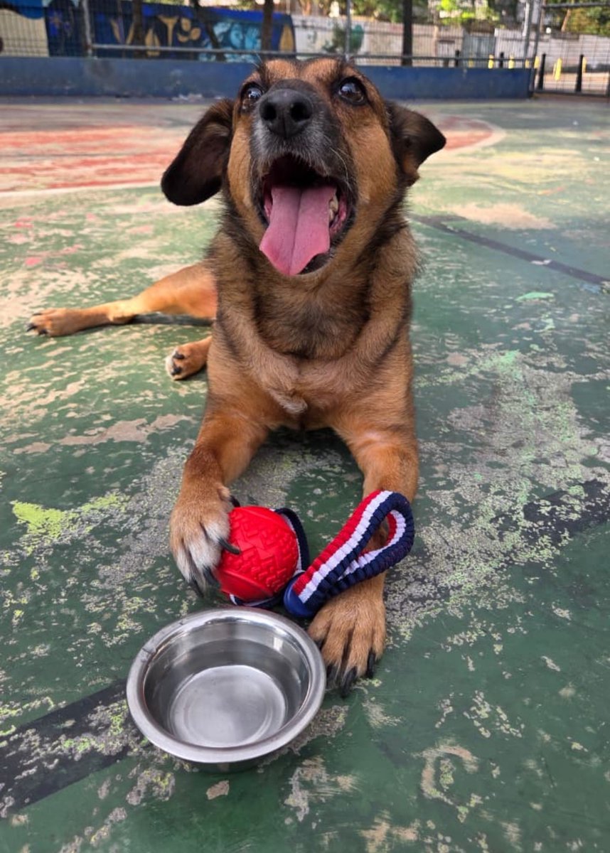 BsDesigner_'s tweet photo. Bom dia pessoal, a vaquinha do nosso Slinky já atingiu 15% da meta arrecadada. Gratidão 🙏❤️ 

Vamos conseguir.

https://t.co/Pi3Qkwyxfd https://t.co/w8yvInhXN3