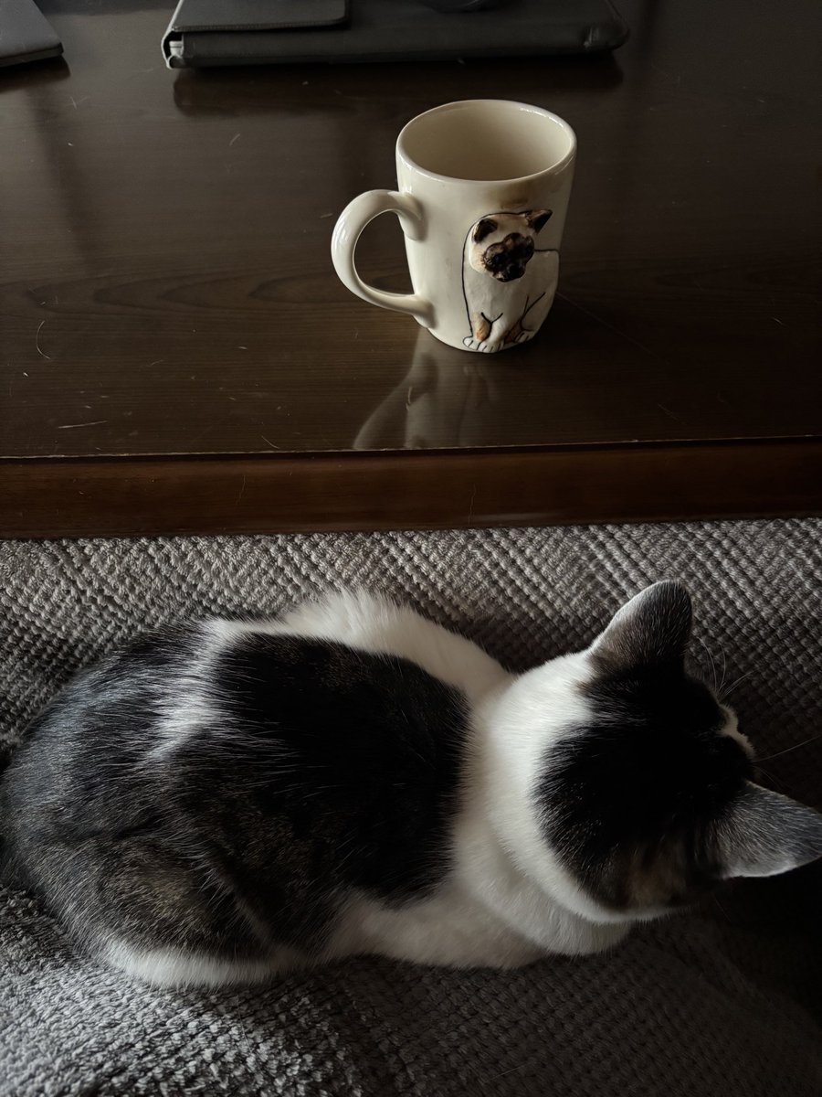 don_guri_gura's tweet photo. 外は5度　さらに下り0度の予報…
コタツで猫を撫で心穏やかに https://t.co/nZ2JKO91Gv
