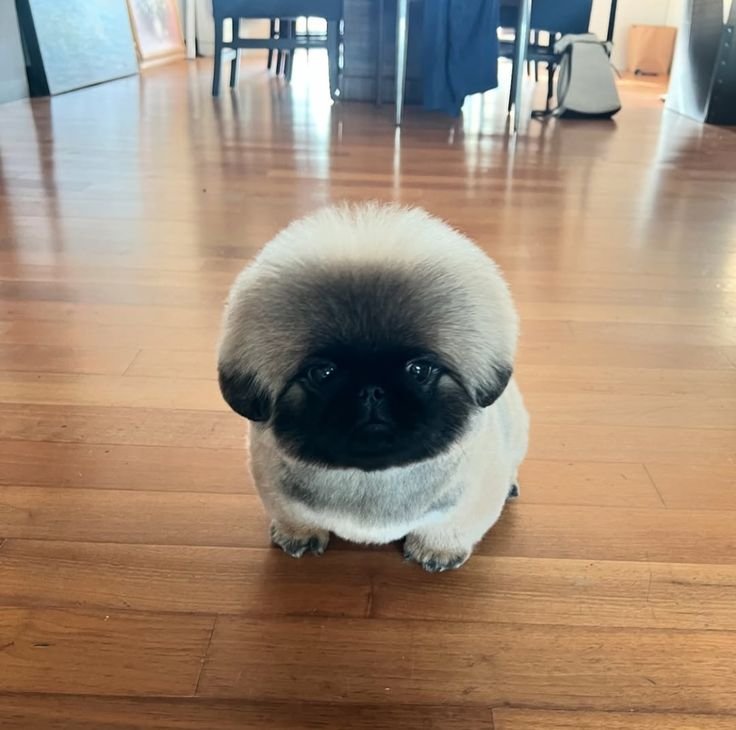 canihaedo's tweet photo. 이녀석은 버섯인고 강아지인고 https://t.co/tDI352tjLq