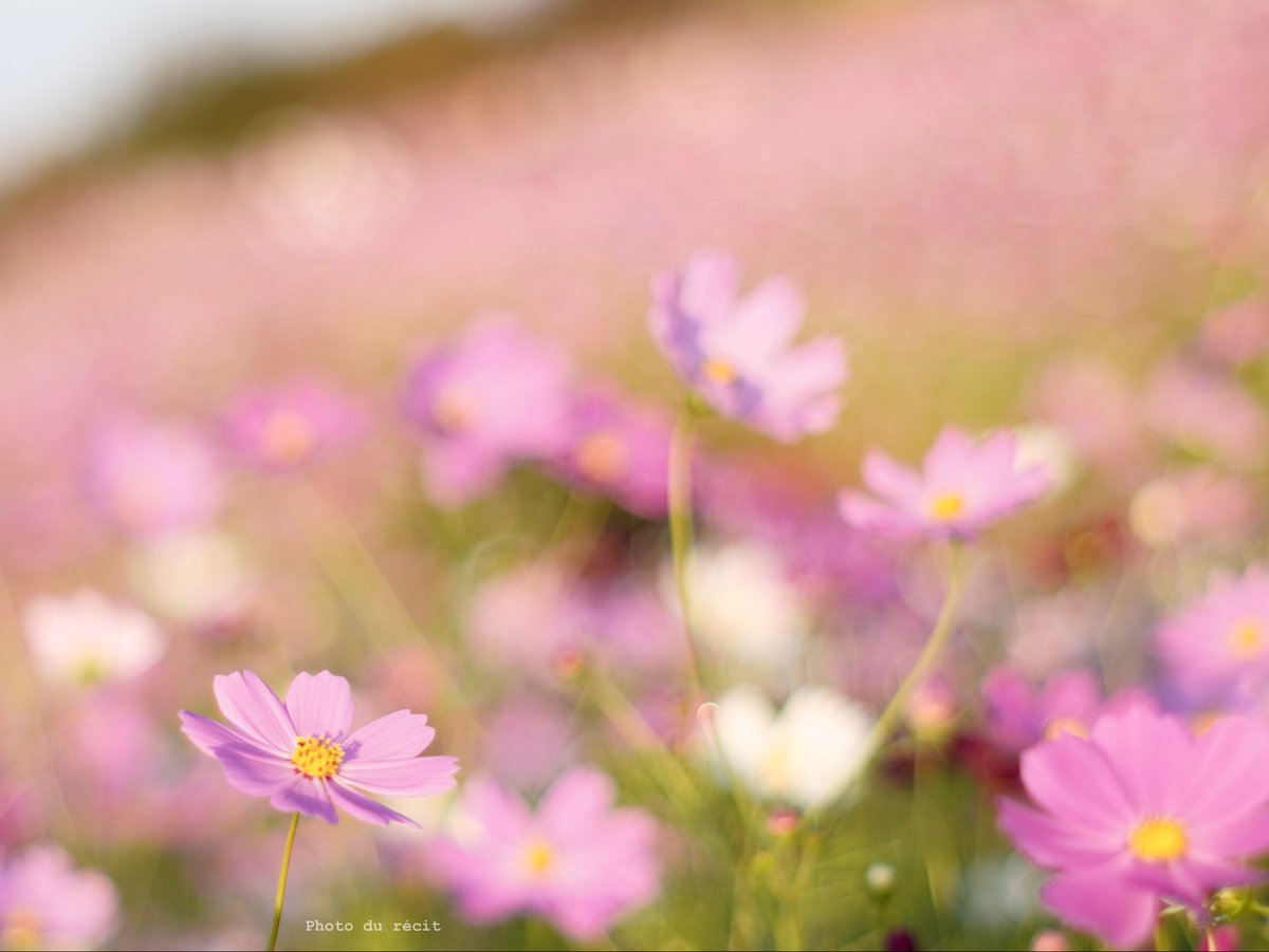 petites_ailes's tweet photo. ㅤ⠀ 
      コスモスと蜜蜂˚‧ 
         .↟⍋ꎺ.ѧ.
⠀ㅤ⠀ https://t.co/GeZEJD4PH8
